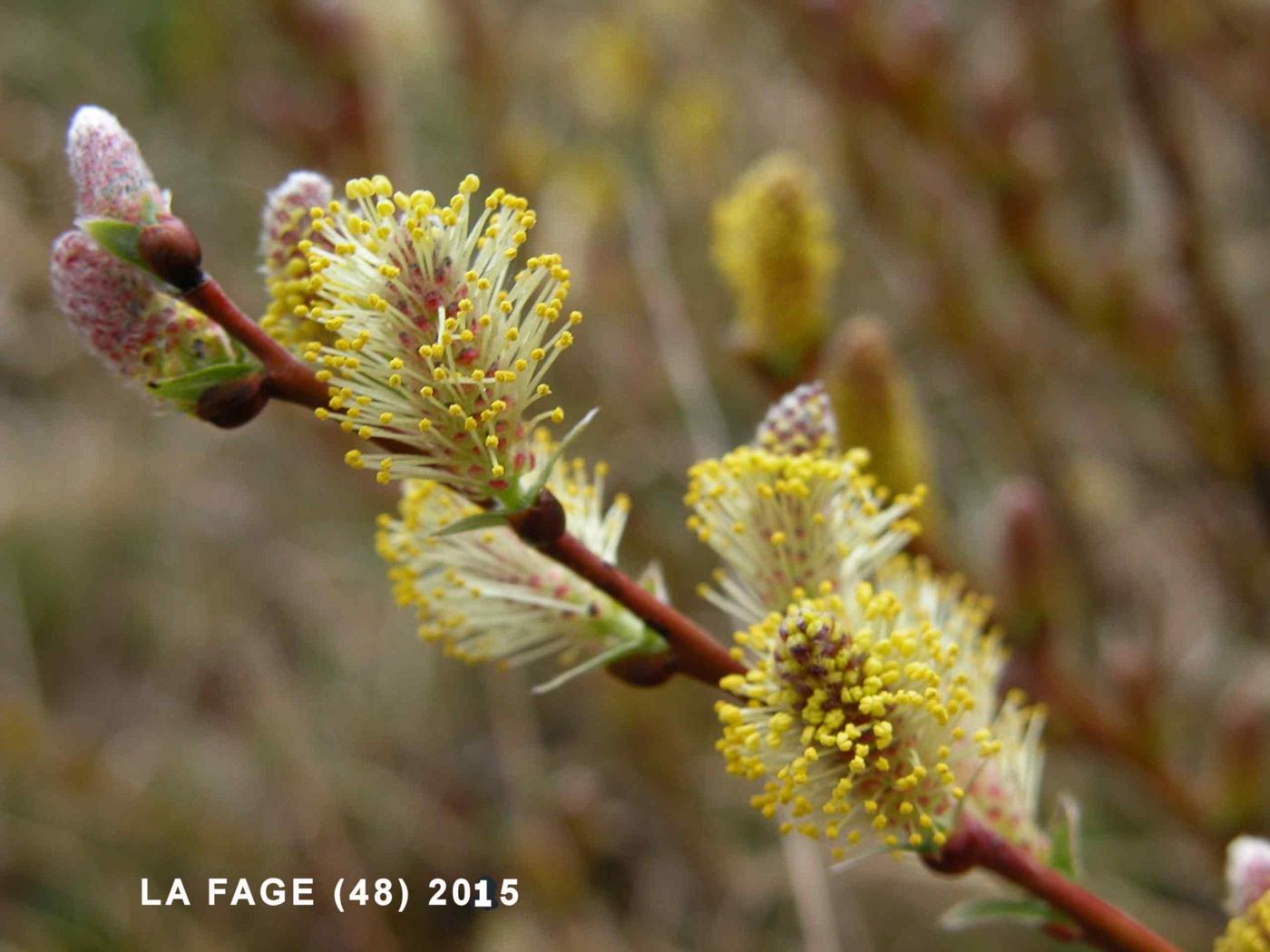 Willow, Creeping flower